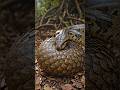 amazing⁉️⁉️trenggiling jadi santapan piton besar#snake #anaconda #amazon #wildlife #animals