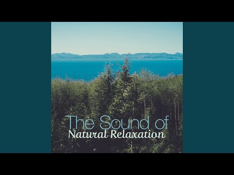 Sounds of Nature Relaxation - Forest Birdsong