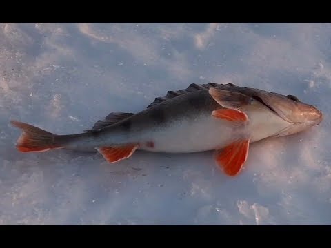 Ловля хищника на Каме зимой (судак, окунь, щука)