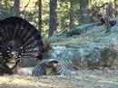 tiurleik 2008 del 5(Capercaillie display part 5)