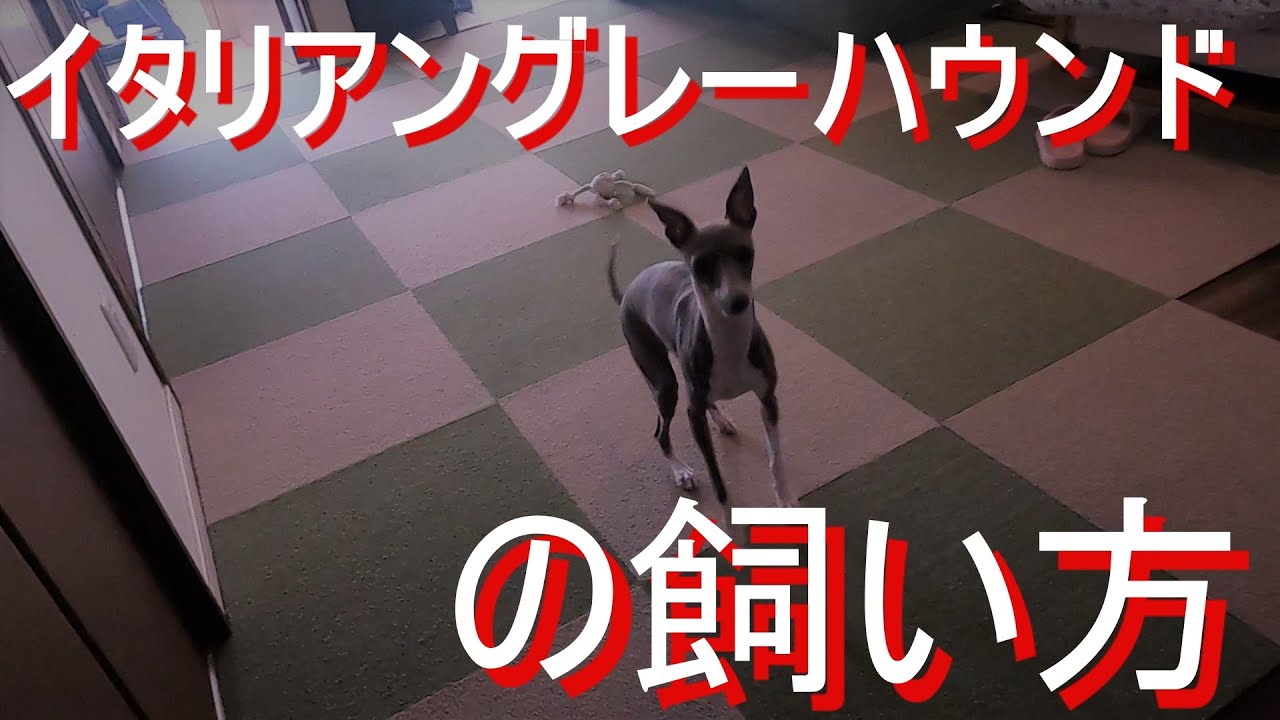 イタリアングレーハウンドの飼い方 Italian Greyhound Oto Japanese Dog Videos Youtube