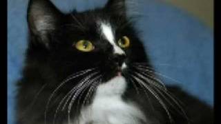 All About Cats - Main Coon Cats