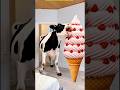 Marvelous Dancing Polish Cow funny horse strawberry asmr cow dance Cow Videos animal funny video
