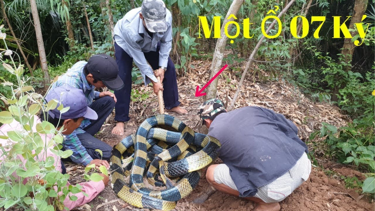 SĂN LÙNG MỘT Ổ MÁI GẦM 07 KG TRONG RỪNG (Catch a herd of 07 kg poisonous snakes in the forest)