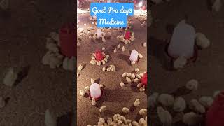 Gout Pro medicine chicks broiler poultry farm day3  सुबह abhishek poultry farm muzaffarpur business