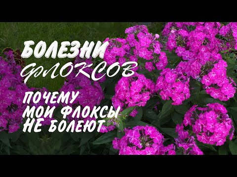 Видео: Болести на флокс: лечение и профилактика