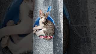 #cat #loonatricks #ytshorts