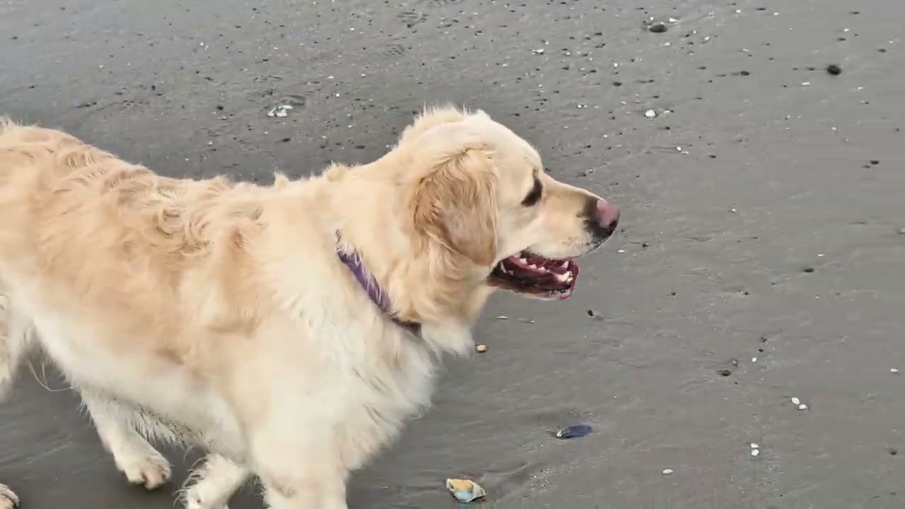 Exploring new beaches in mid Wales 