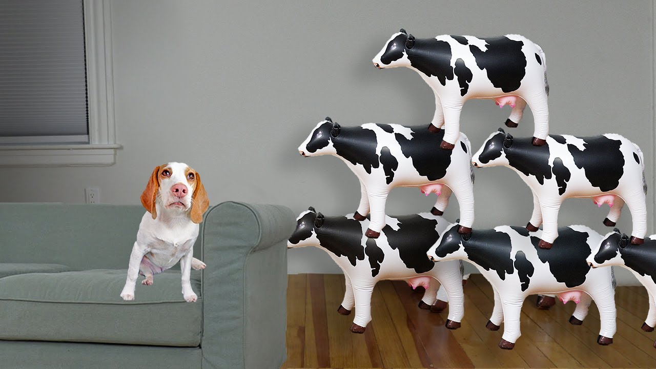 Puppy vs Cow Invasion Prank: Cute Puppy Dog Indie Surprised w/Inflatable Cows Mooing