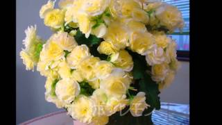 母の日フラワーギフト　ベゴニア鉢植え　静岡マスダグリーン