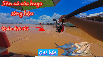 Săn Cá Cóc Hugo Sông Hậu Và Cái Kết Bất Ngờ