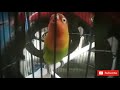 Masteran Dan Pancingan Suara Burung Lovebird Fighter Mp3 - Mp4 Download