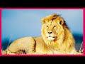 أجمل صور الأسود - صور أسود - معلومات عن الأسد - ملك الغابة - Lion Photos