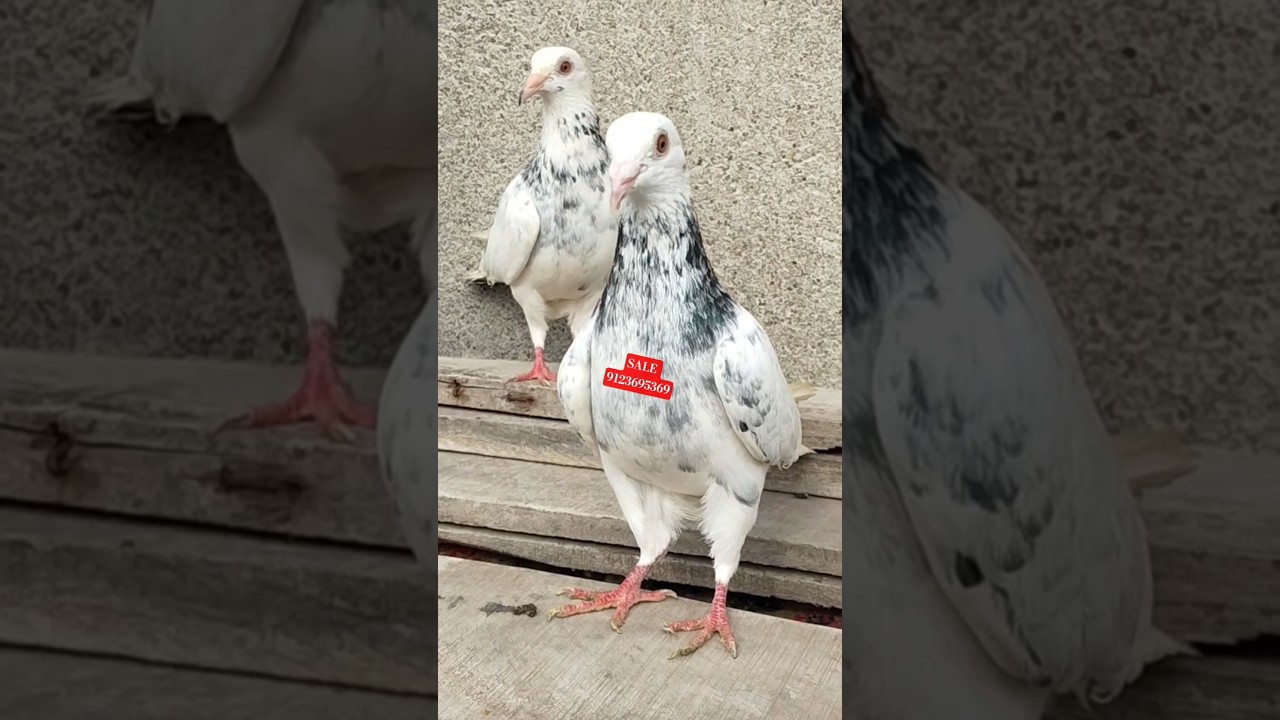 White Jiriya Madrasi Pigeon For Sale 