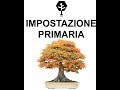 IMPOSTAZIONE PRIMARIA BONSAI ACERO TRIDENTE