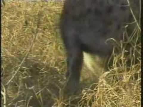 Leopard-Cub-Hyenas & Kill Pt.10
