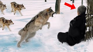 Information Wolves Surrounded The Wounded Guy, He Thought It Was The End, But The Impossible Happened.. News