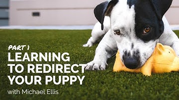 Part 1 - Learning to Redirect Your Puppy with Michael Ellis