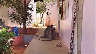 Monkeys funny video ಕೋತಿಗಳ ಕಿತಾಪತಿ ನೋಡಿ 😆😆😀😂 #funnycomedy #comedy #monkey