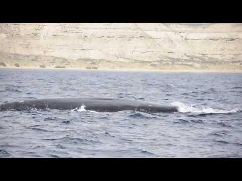 Ballena franca austral