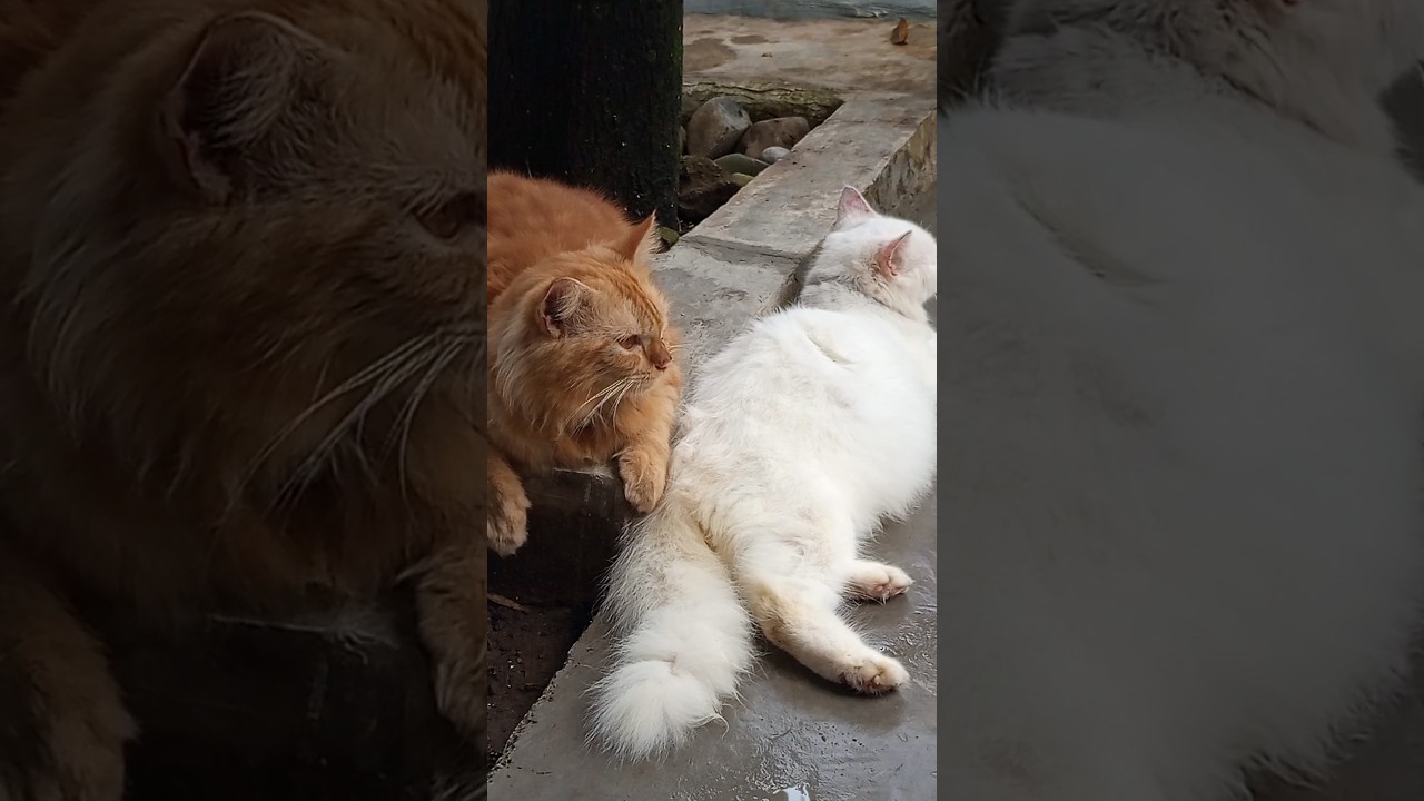 Oyen & Zinzan Lagi Santai Siang, Gemesin Banget! 😻✨"  