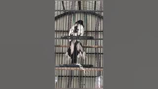 Suara Menggema Jagal Papua Dengan Seni ketukan panjang