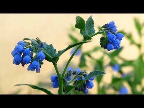 Видео: Окопник Травянистое растение – узнайте о различных способах использования окопника в саду