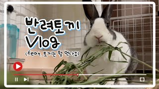 반려토끼vlog_토끼가 먹는 건초의 모든 것! What will the rabbit eat? / 더치 토끼 바니