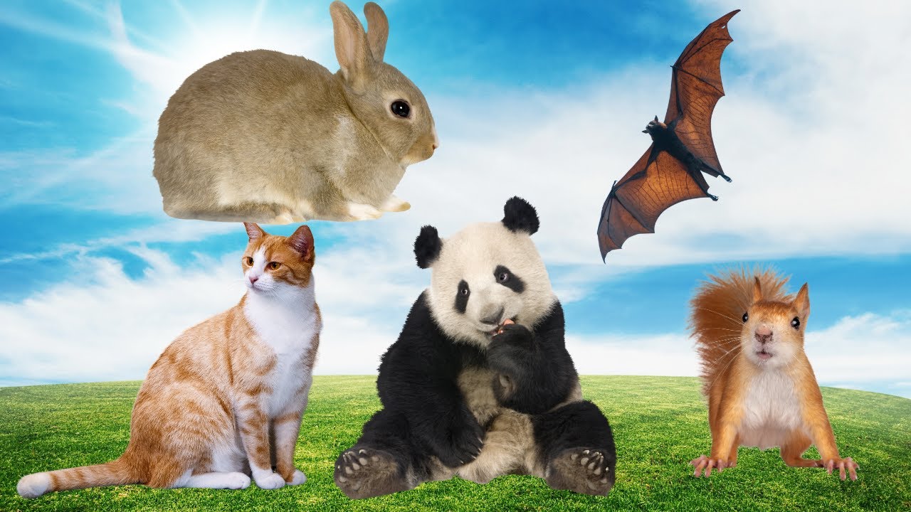 Bats, Cats, Pandas, Squirrels, and Rabbits: A Guide to Animal Sleep ...