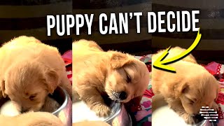Precious Puppy Can’t Decide Whether She Will Drink the Milk or Sleep