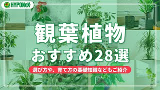 観葉植物おススメ28選｜選び方や、育て方の基礎知識などもご紹介 【Selection】