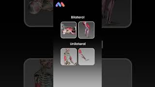 Do Unilateral Exercises Build More Muscle?