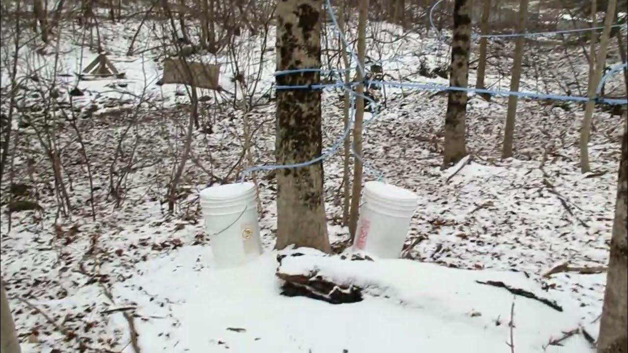 Harvesting Sap For Maple Syrup Production. YouTube