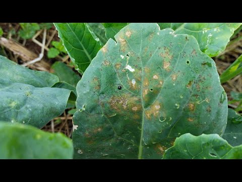 วีดีโอ: ปัญหาคะน้าทั่วไป - โรคของคะน้าและศัตรูพืชในสวนที่มีผลต่อพืชคะน้า