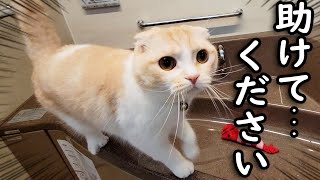 お風呂で滑って転んで泣いてしまった猫がこちらです