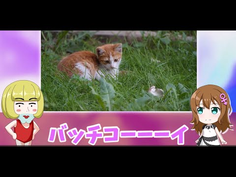 【だいたい５分動画】東京都は憲法違反？？colabo問題を擦ってみる