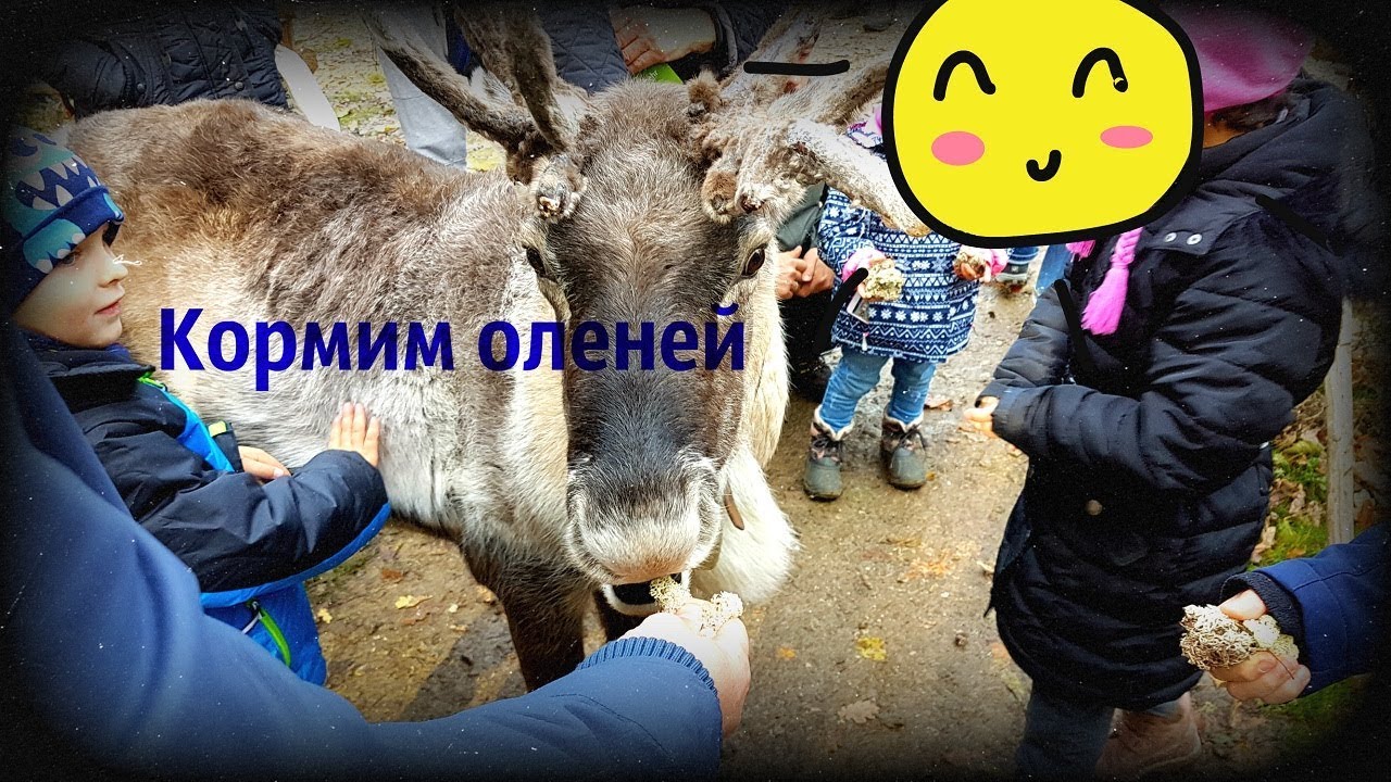 Germany/Wisentgehege Springe/Германия/Зоопарк/Кормим оленей/LENNDO