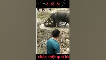 Ối dồi ôi! Pha ra đòn "Đá Lớn Đè Người" Quá Ghê Ghớm - Chọi Trâu hay nhất 2023  #lễ #chọi #trâu