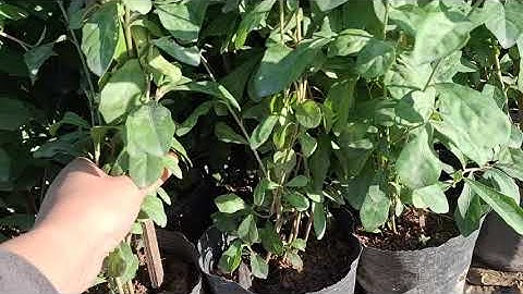 Bán cây cúc tần Ấn Độ bầu to cây khoẻ đẹp 0977973535