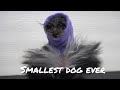 Extremely cute dog | A little devil in disguise