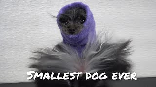 Extremely cute dog | A little devil in disguise