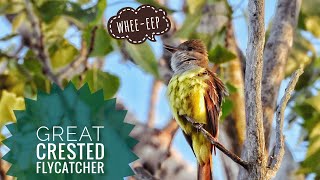 Bird Making Whee-Eep Whistle Sound Great Crested Flycatcher Singingcalls. Nikon P1000 Sample.