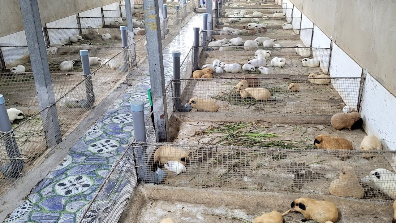 Bán bọ ú mỹ , có ship khu vực miền nam. 