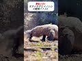 野生の力!オオトカゲとイノシシの壮絶バトル! #野生動物 #オオトカゲ #捕食シーン #自然観察 #イノシシ