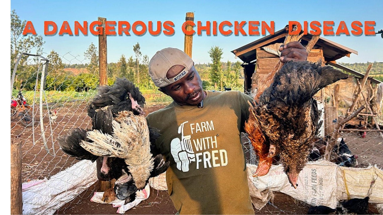 Болезнь, которая чуть не уничтожила всех моих кур за несколько дней. Как я её остановил?