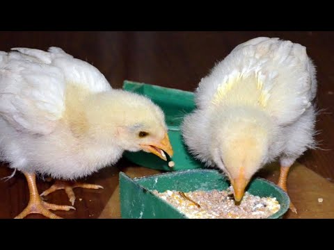 Video: Vor mânca puii de găină?