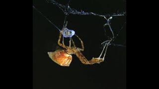 Long Featherlegged Spider - Episode 2