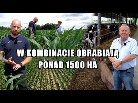 They have 1,560 hectares, 600 head of cattle, and 3,200 pigs in welfare conditions. Corn is a key...