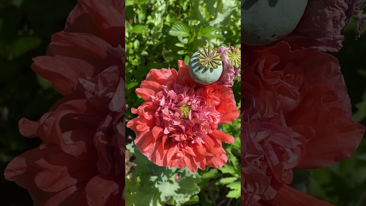 МАК ПИОНОВИДНЫЙ POPPY FLOWER 