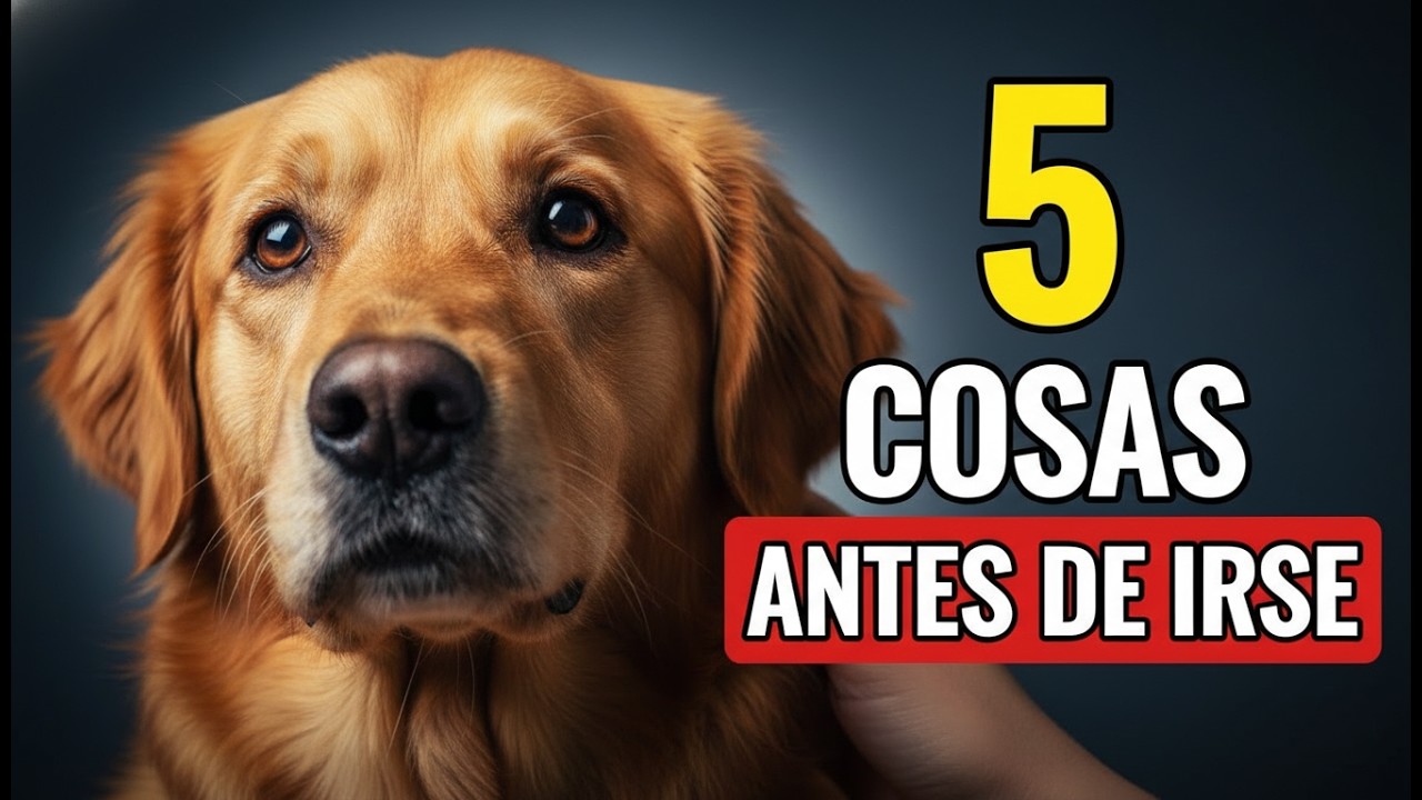 Tu perro espera ESTO de ti antes de morir (y casi nadie lo cumple)